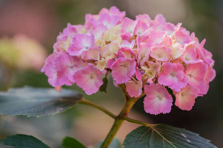Pink hydrangeas blooming in the park