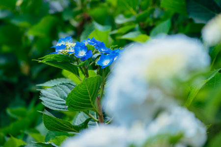 Blue hydrangeas blooming in the park