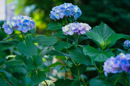 Blue hydrangeas blooming in the park