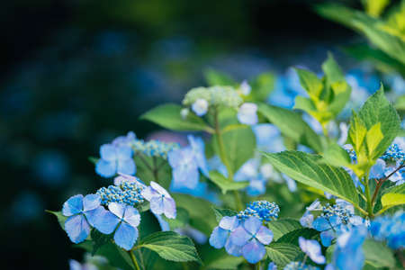 Blue hydrangeas blooming in the parkの写真素材