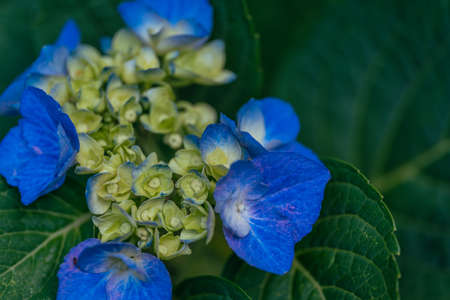 Blue hydrangeas blooming in the parkの写真素材
