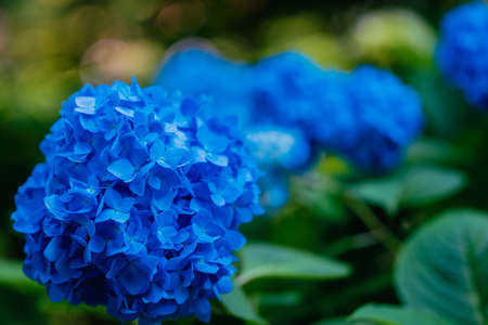 Blue hydrangeas blooming in the parkの写真素材