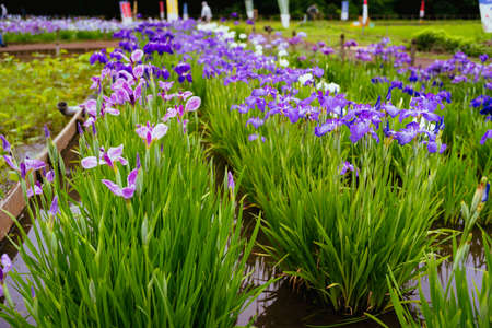 Higashimurayama Hachikokuyama flower irisesの写真素材