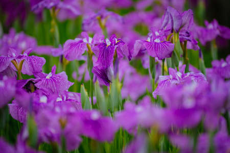 Higashimurayama Hachikokuyama flower irises