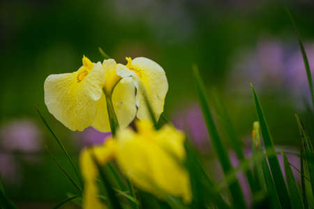 Higashimurayama Hachikokuyama flower irises