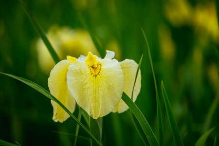 Higashimurayama Hachikokuyama flower irises