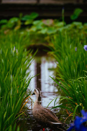 Higashimurayama Hachikokuyama flower irisesの写真素材