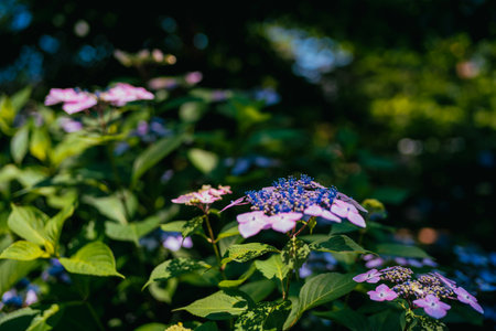Purple Purple Yang Flower in Kodaira Hydrangea Parkの写真素材