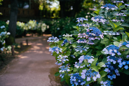 Purple Purple Yang Flower in Kodaira Hydrangea Parkの写真素材