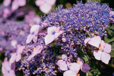 Purple Purple Yang Flower in Kodaira Hydrangea Park