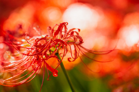 Manzhu Sha Hua flowers blooming in the Chichibu drawstring fieldの写真素材