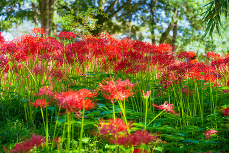 Manzhu Sha Hua flowers blooming in the Chichibu drawstring fieldの素材 [FY310193196211]