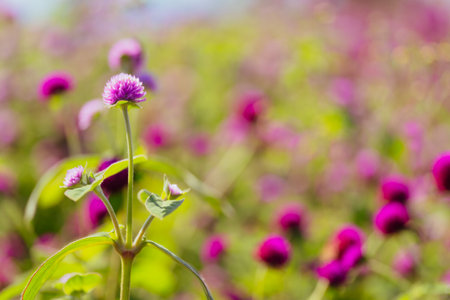 Thousand flowers blooming in various colors
