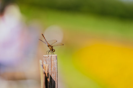 Mountain dragonflies in autumnの写真素材
