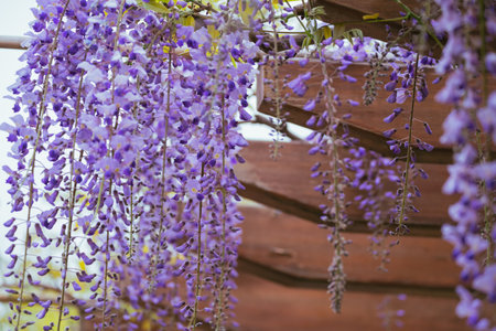 Purple wisteria flowers blooming on the wooden wall.の写真素材