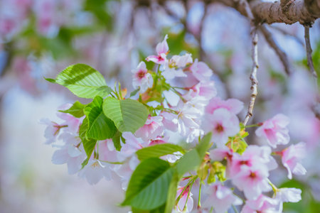 cherry blossom in spring time with soft focus and shallow depth of field