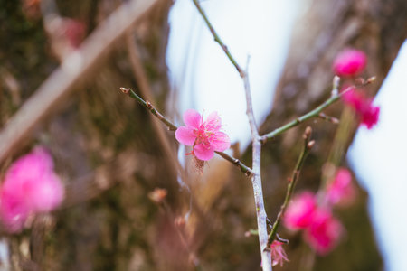 cherry blossom in spring time with soft focus and shallow depth of fieldの写真素材