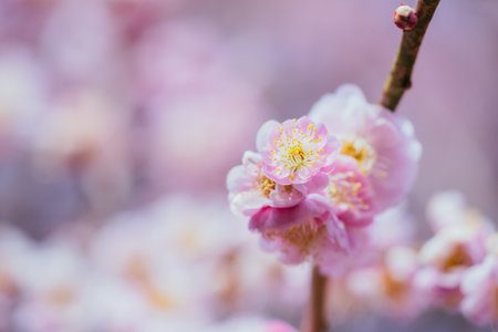 cherry blossom in spring time with soft focus and shallow depth of fieldの写真素材