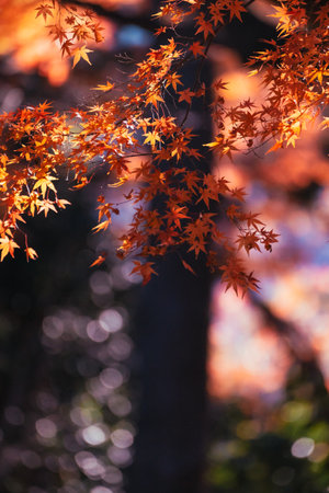 Autumn leaves in the park, japanese garden. Selective focus.の写真素材