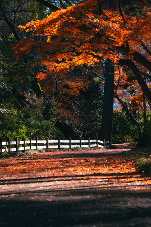 Autumn leaves in the forest with a wooden fence in the backgroundの写真素材