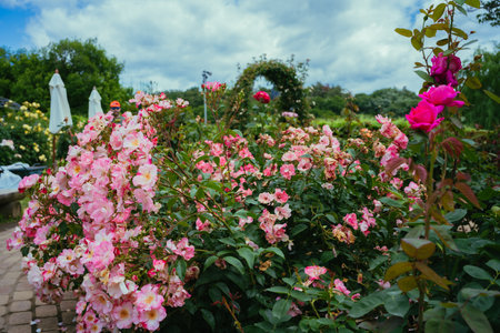 Beautiful pink roses blooming in the garden. Summer landscape.の写真素材