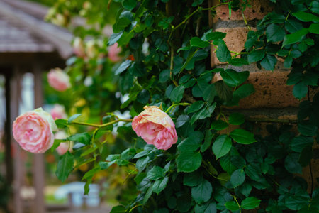 Pink roses on the background of the old brick wall in the gardenの写真素材