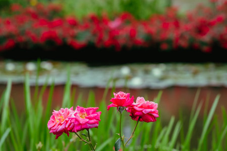 Beautiful pink roses in the garden. Selective focus. Nature.の写真素材