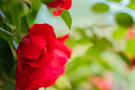 Red rose in the garden, Roses are beautiful with a beautiful sunny day.の写真素材