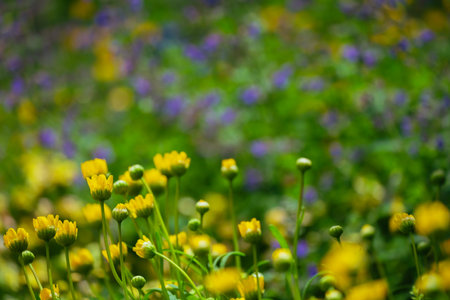 yellow flowers in the meadow. shallow depth of field. soft focus