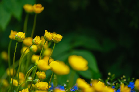 Yellow buttercups and blue cornflowers in the garden.