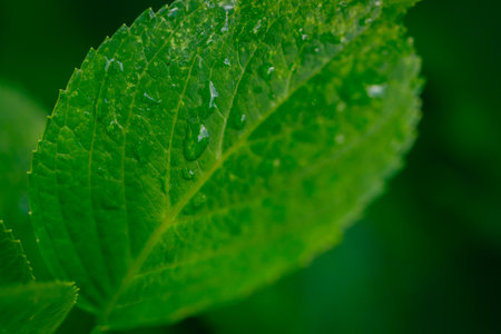 Green leaf with drops of dew. Close-up. Nature background