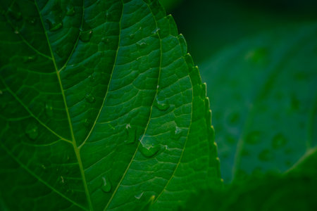 Green leaf with drops of dew in the morning, nature background