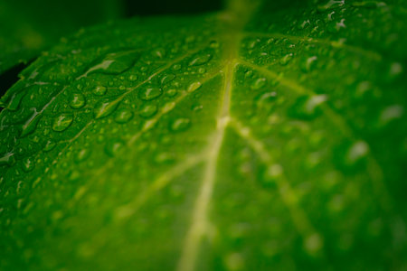 Water drops on green leaf macro close up. Natural background with copy space.
