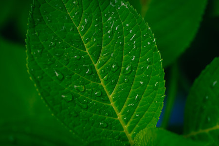 Green leaf with drops of water after rain. Close-up.