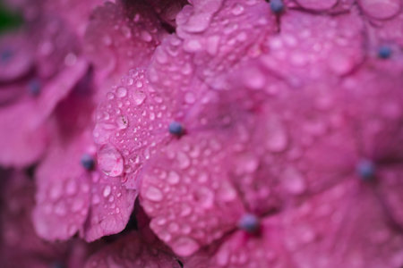 pink hydrangea macro close up with water droplets