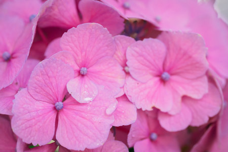 Pink Hydrangea macrophylla flower in the garden, stock photo