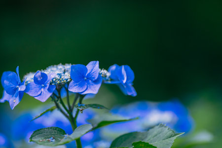 Hydrangea macrophylla, close-up of blue flowers