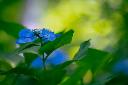 Hydrangea macrophylla, blue flower in the forest.