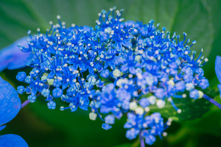 Hydrangea macrophylla, close-up of blue flowerの写真素材
