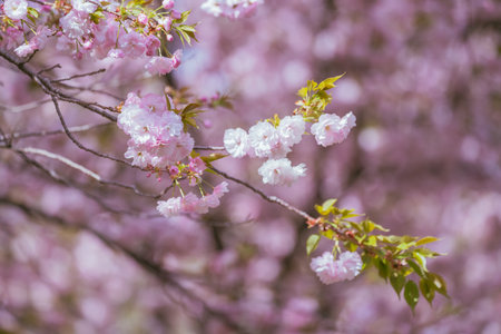 cherry blossom in spring time with shallow depth of field.の写真素材