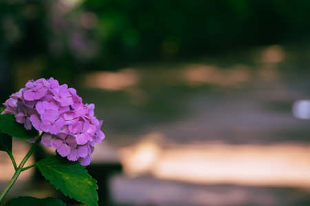 Purple hydrangea flowers in the garden, selective focusの写真素材