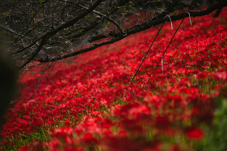 Red spider lily flowers in full bloom in a Japanese garden.の写真素材
