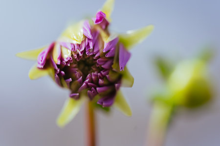 Dahlia flower macro shot with selective focus and shallow DOFの写真素材