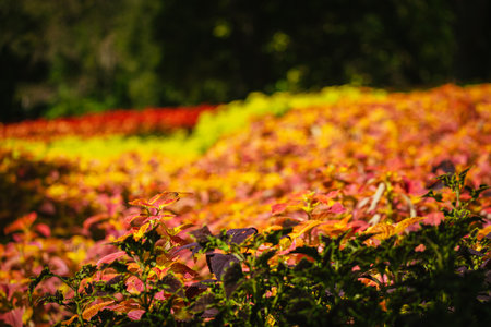 Coleus flowers in bloom in autumn at the park, 2023 Octoberの写真素材