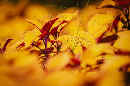 Coleus flowers in bloom in autumn at the park, 2023 Octoberの写真素材