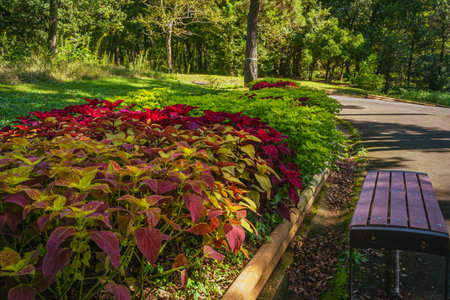 Coleus flowers in bloom in autumn at the park, 2023 Octoberの写真素材