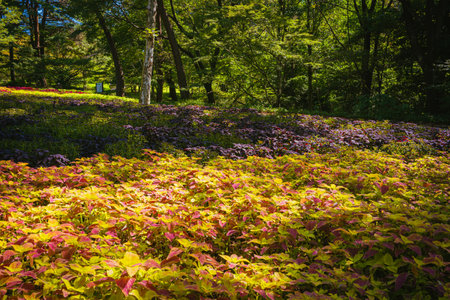 Coleus flowers in bloom in autumn at the park, 2023 Octoberの写真素材