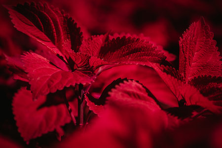 Coleus flowers in bloom in autumn at the park, 2023 Octoberの写真素材