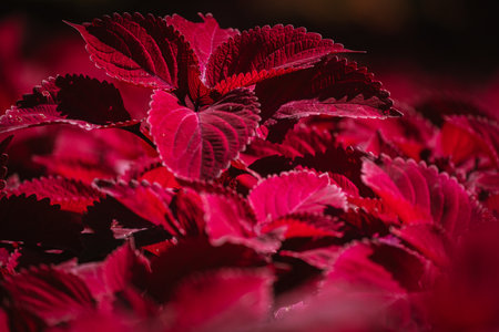 Coleus flowers in bloom in autumn at the park, 2023 Octoberの写真素材