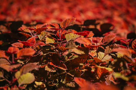 Coleus flowers in bloom in autumn at the park, 2023 October